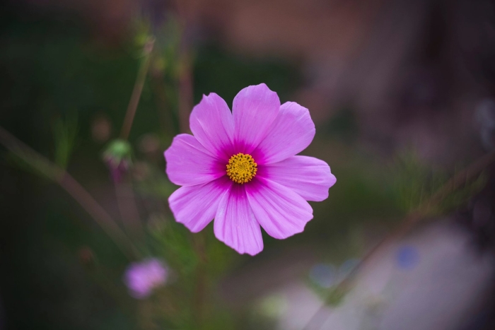 Космея дваждыперистая (cosmos bipinnatus)