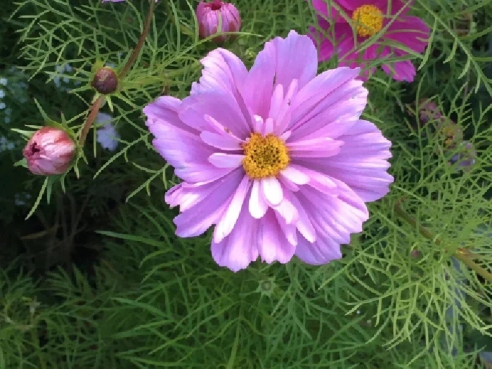 Космея психея