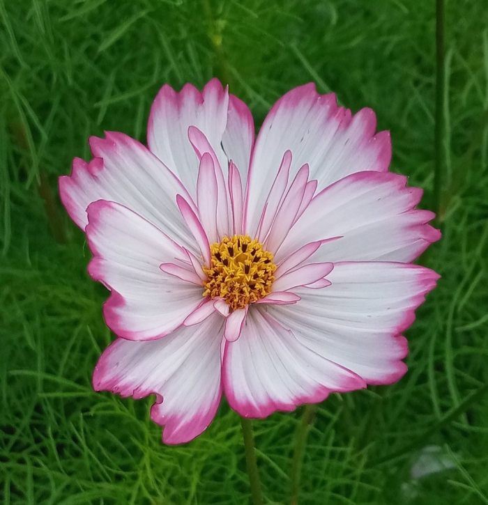 Цветок космеи