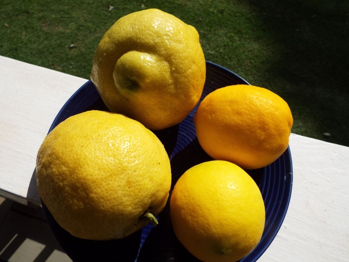 Мейер лимон