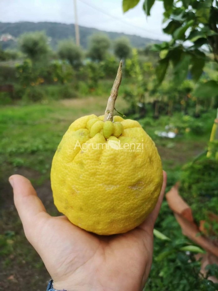 Большой лимон