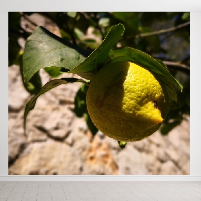 Тристеза цитрусовых