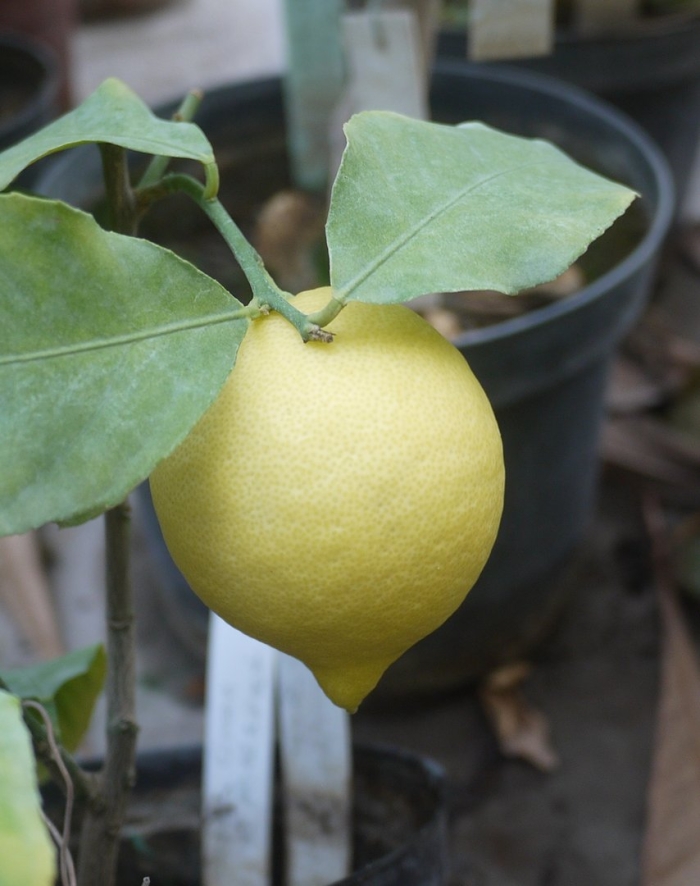 Павловский сорт лимона