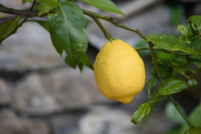 Лимон листья