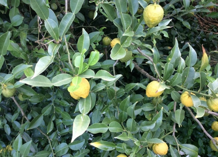 Ичанг цитрус