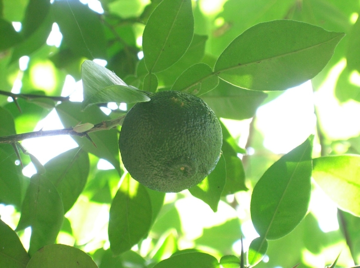 Citrus sinensis arancio