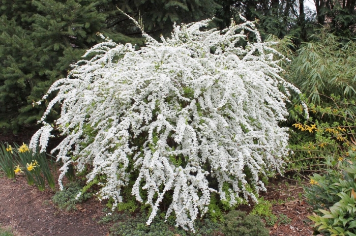 Спирея серая грефшейм