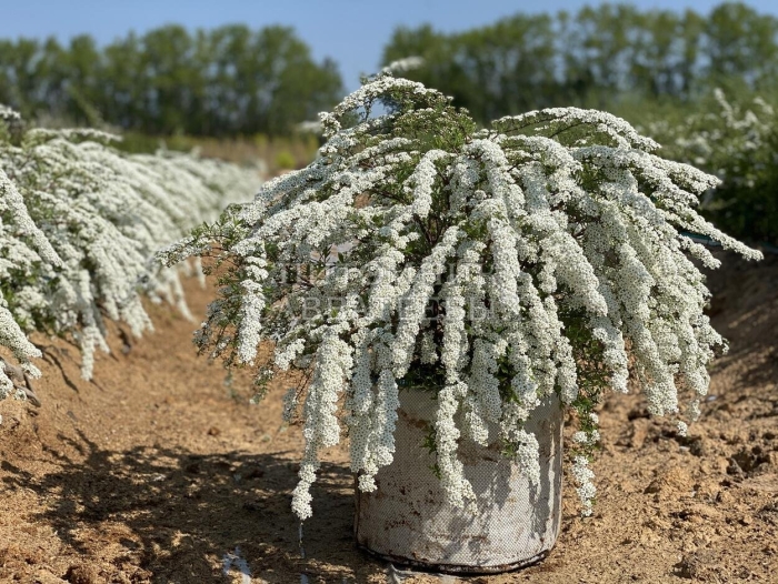 Спирея серая grefsheim