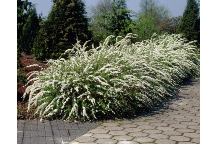 Спирея серая грейфшейм