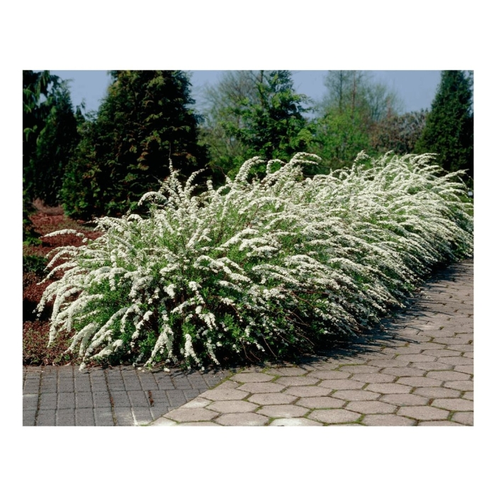 Спирея серая грациоза