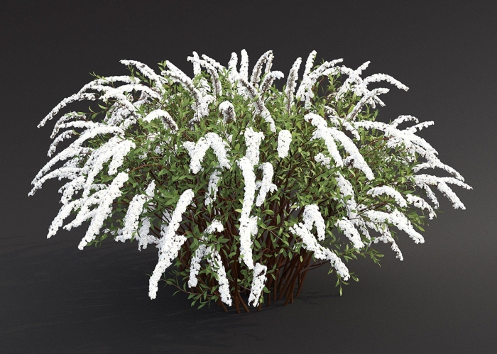 Спирея серая грифшейм