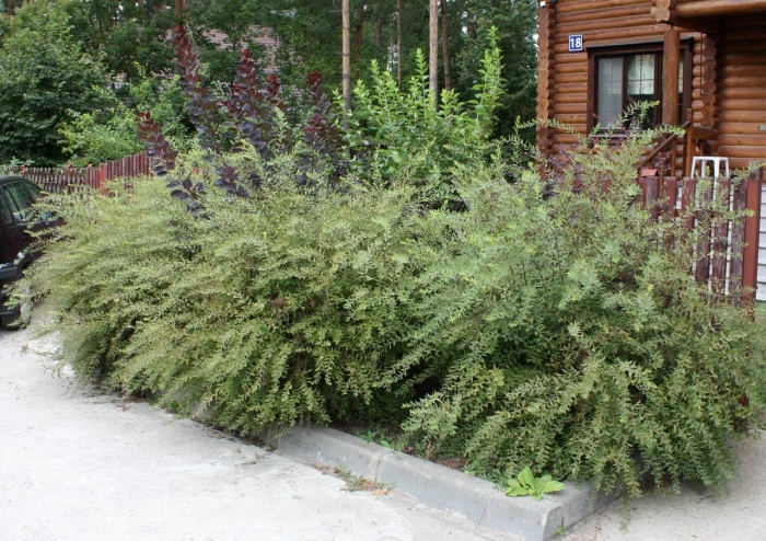 Спирея серая грефшейм изгородь