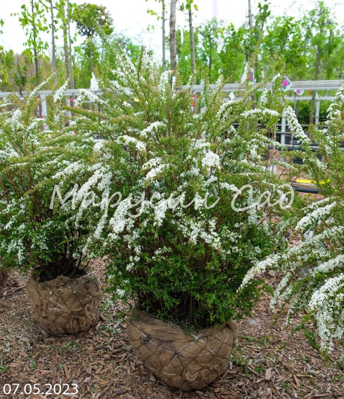 Спирея серая грефшейм