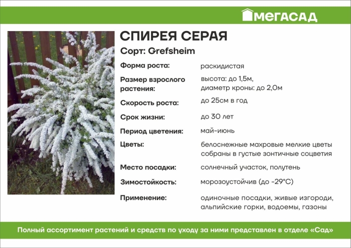 Спирея серая грефштейм