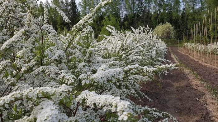 Спирея серая грефшейм