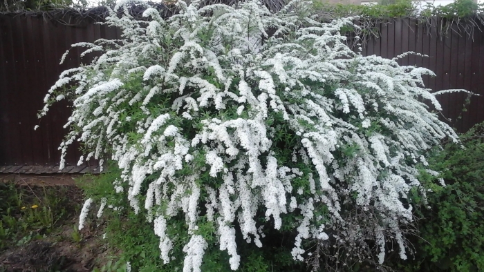 Спирея серая грефшейм