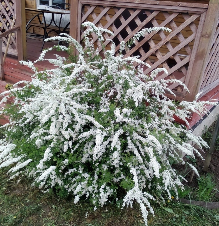 Спирея серая грефшейм