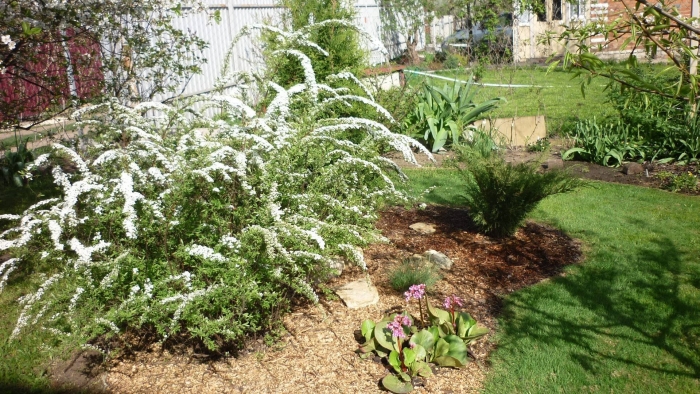 Спирея грефшейм в ландшафтном дизайне