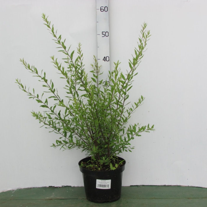 Спирея грефшейм