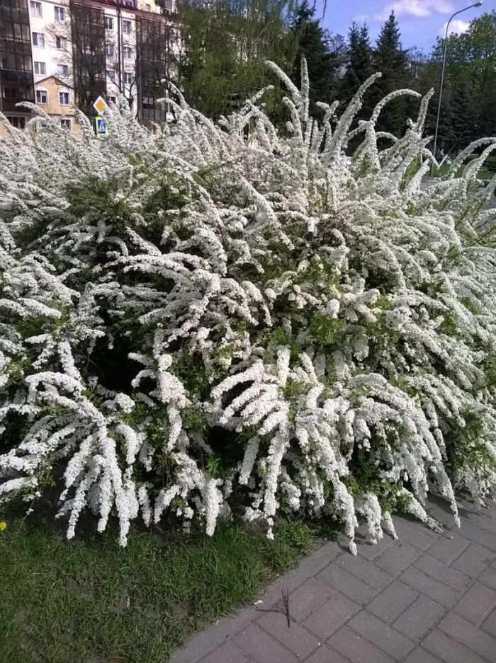 Спирея серая грефшейм