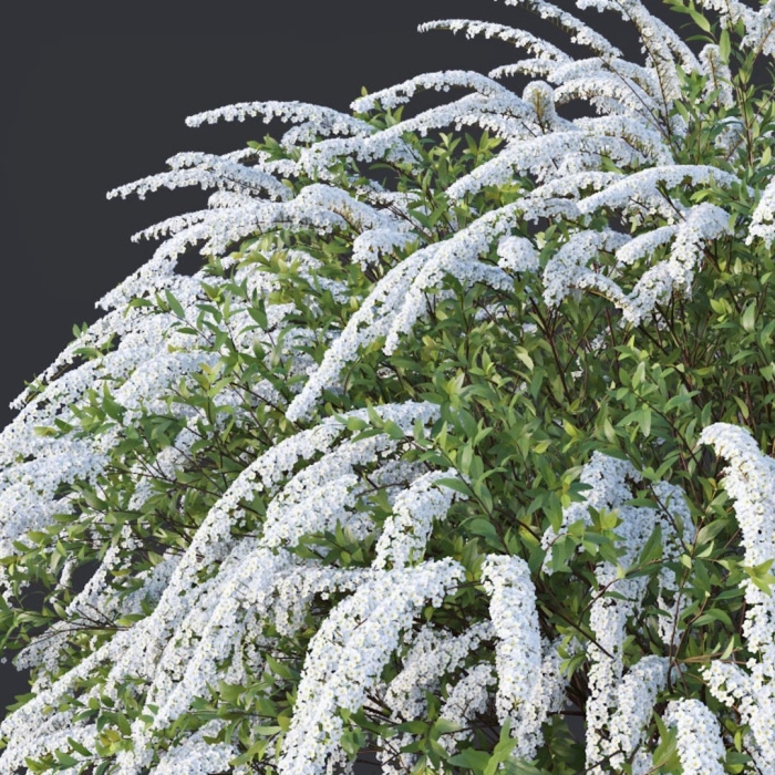 Спирея серая грефшейм