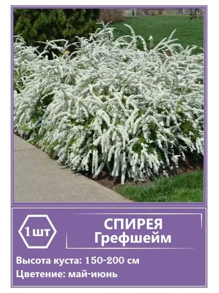 Спирея пепельная грефшейм