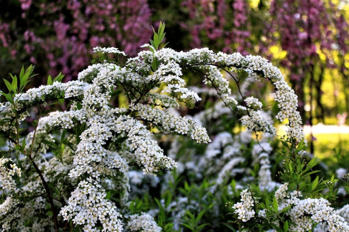 Spiraea thunbergii