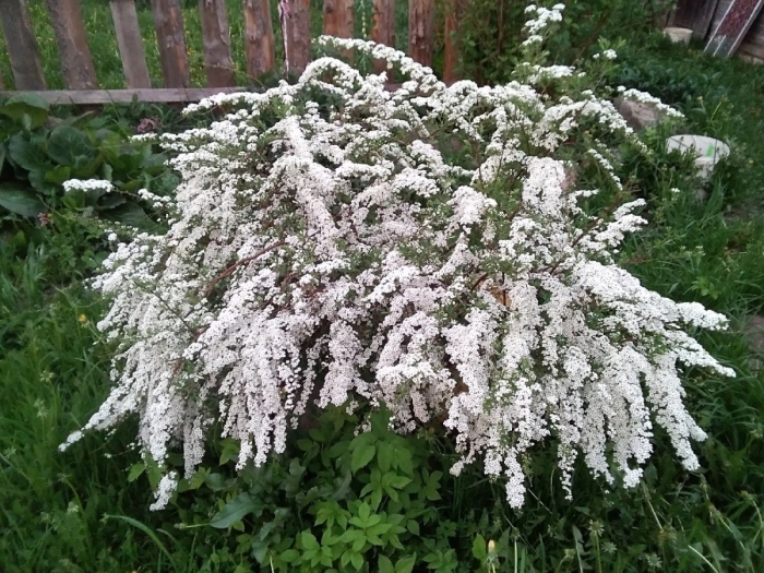 Спирея серая грациоза