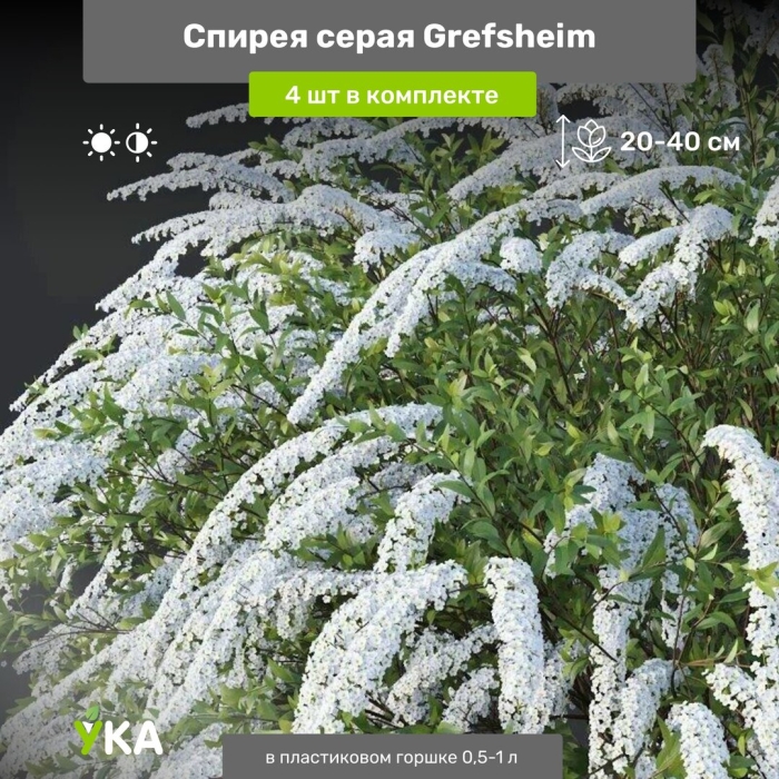 Спирея серая грефшейм
