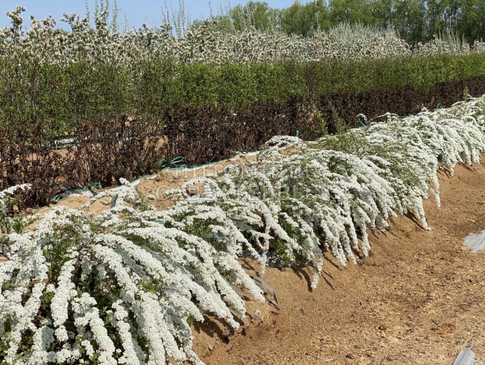 Спирея серая греф шайм