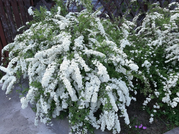 Спирея белая невеста