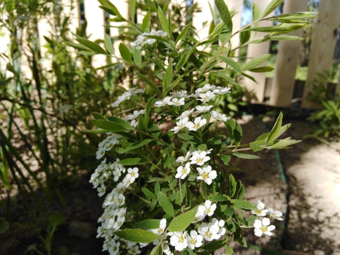 Экзохорда кистистая