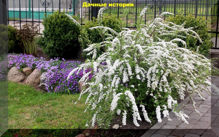 Спирея серая грефшейм