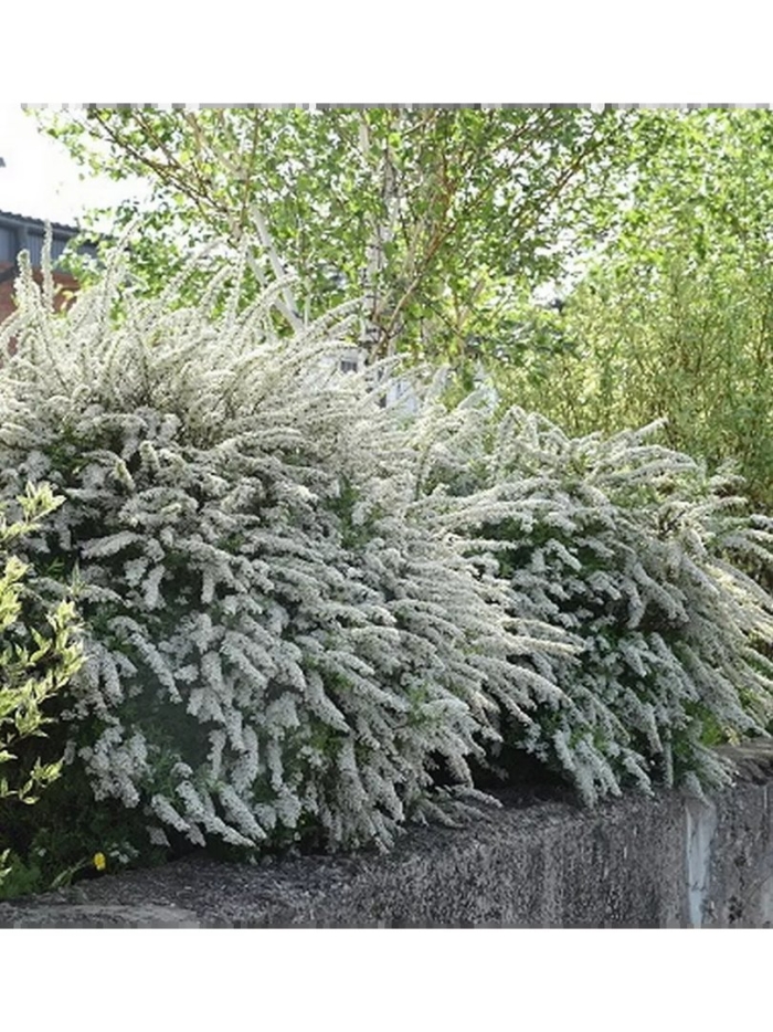 Спирея серая грефшейм