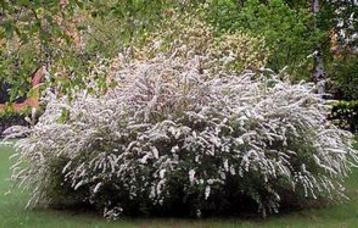 Серая спирея