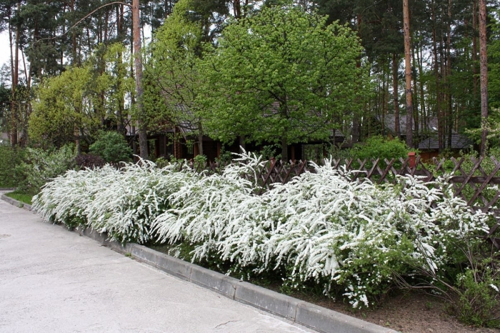 Спирея серая грефшейм