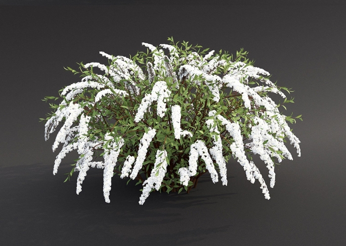 Спирея серая грефшейм