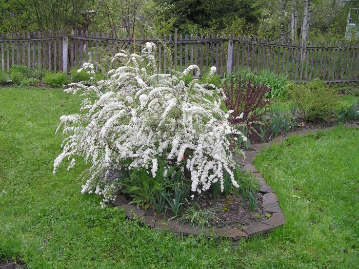 Спирея серая вангутта