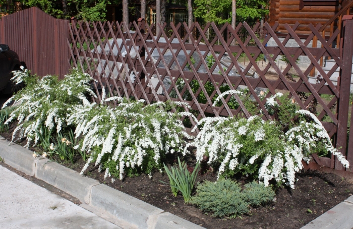 Спирея серая грефшейм