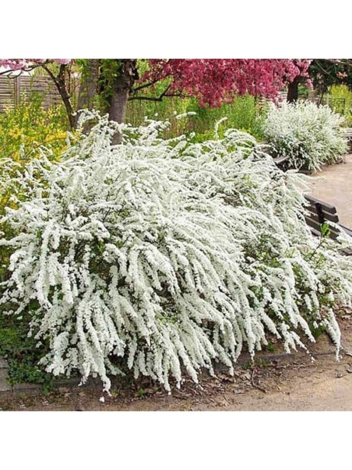 Спирея серая grefsheim