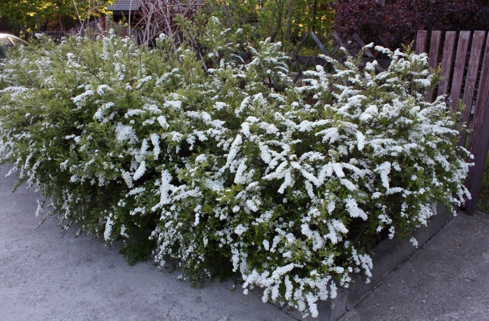 Спирея серая грефшейм