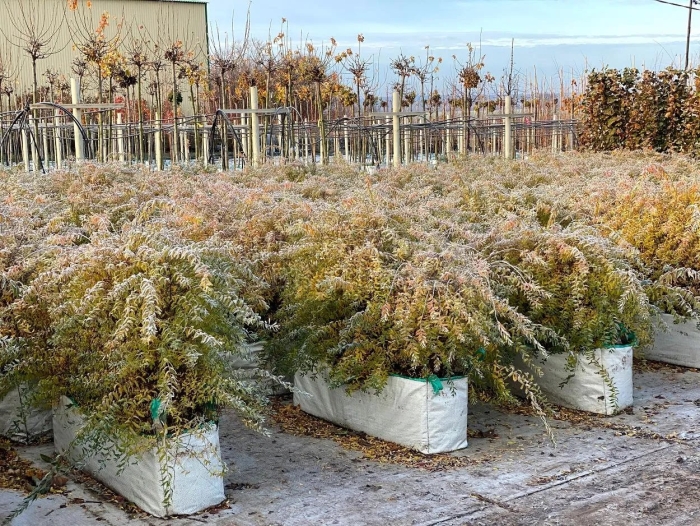 Спирея грефшейм осенью