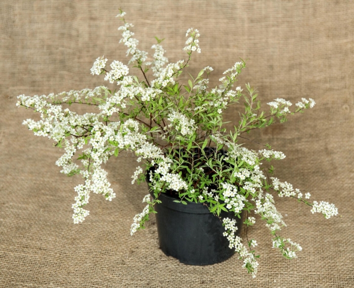 Спирея серая