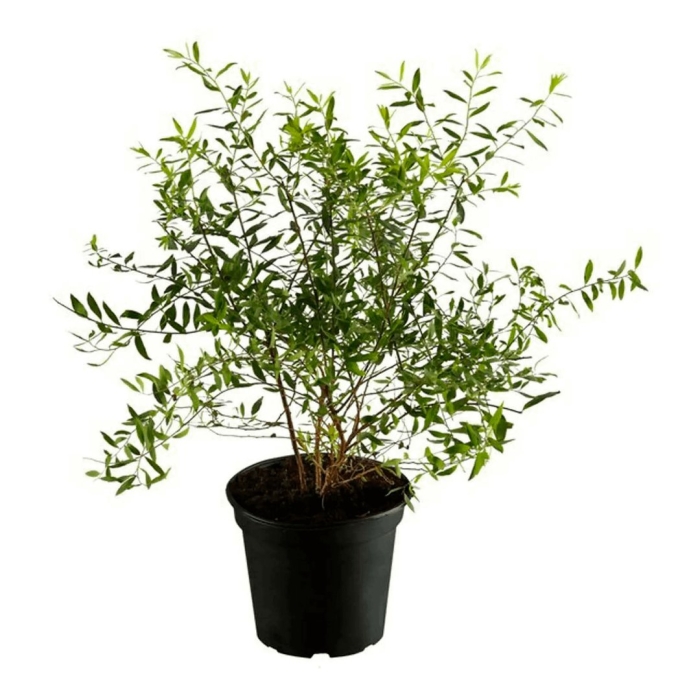 Комнатное растение