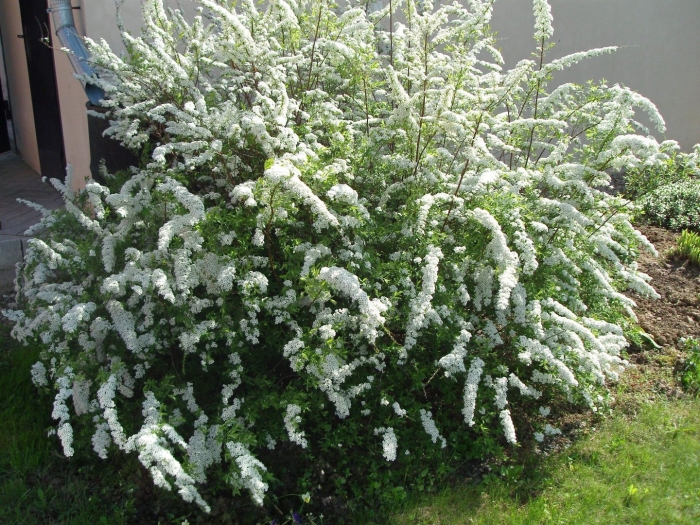 Спирея серая грефшейм