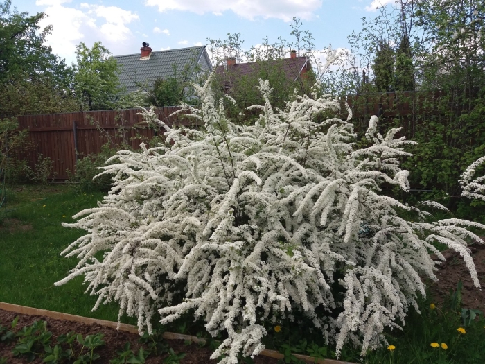 Грефшейм спирея