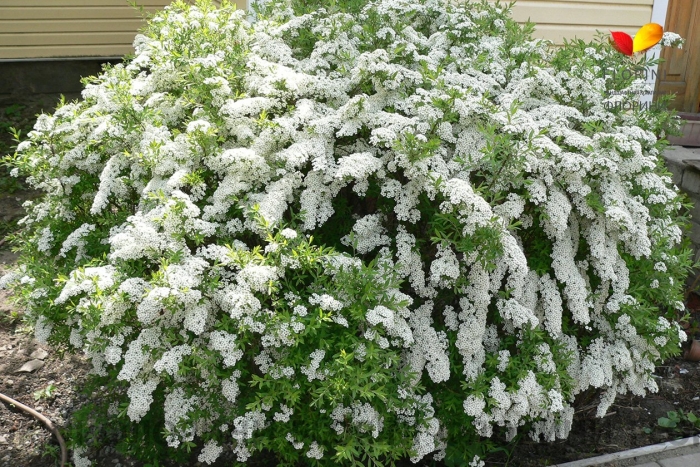 Спирея серая грев шейм