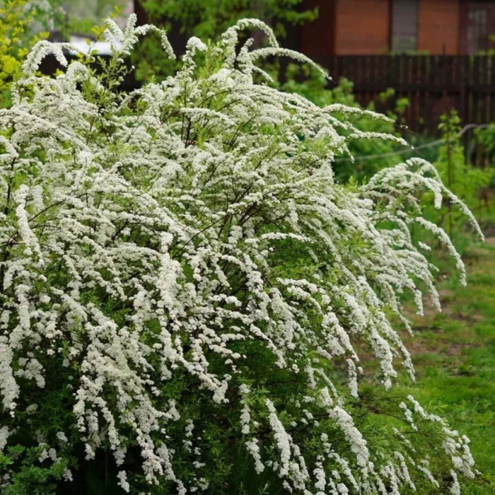 Спирея серая грефшейм