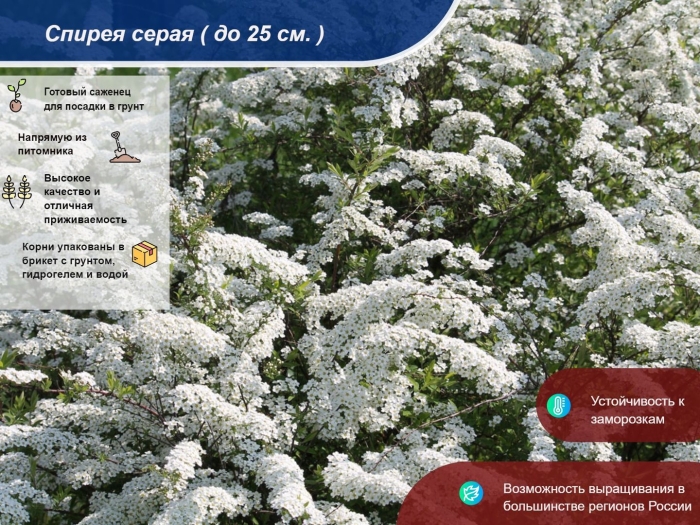 Спирея серая саженец