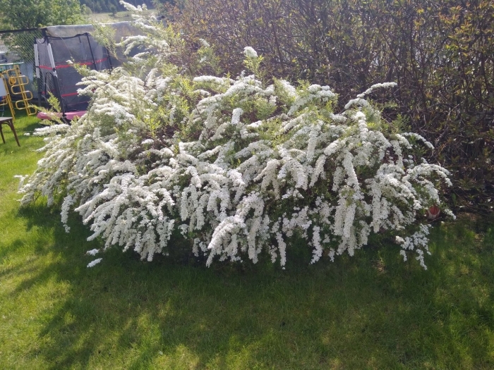 Спирея серая грефшейм